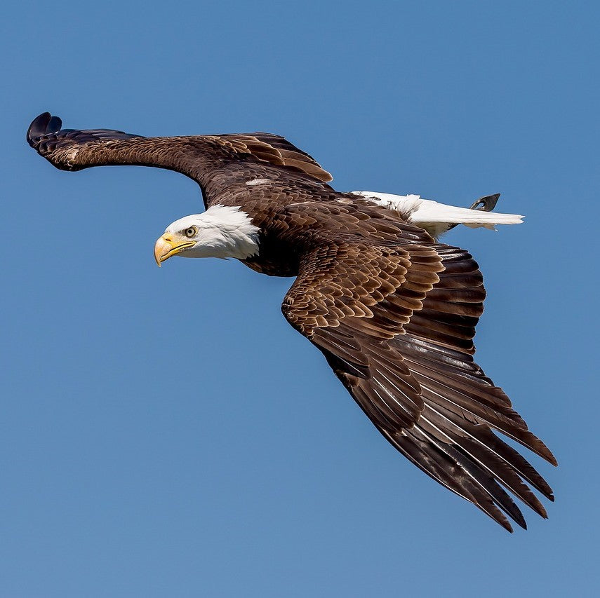 The Bald Eagle and Lady Liberty - Two Iconic Symbols of American Values