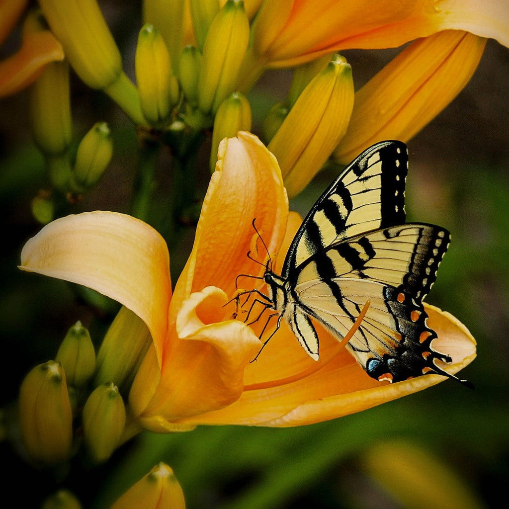 Roses and Butterflies - What Do They Symbolize in Modern Day Tattoos?